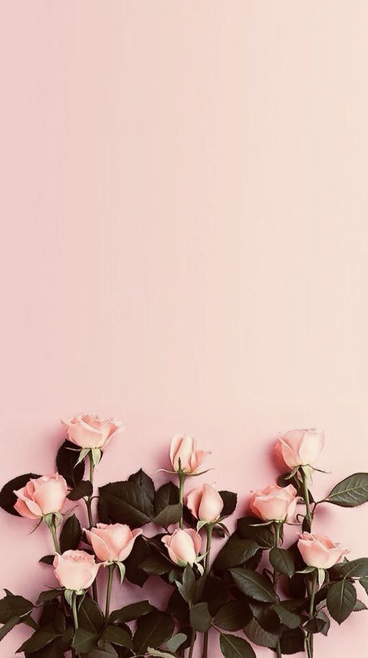 several pink roses are arranged in a row on a table against a pale pink background