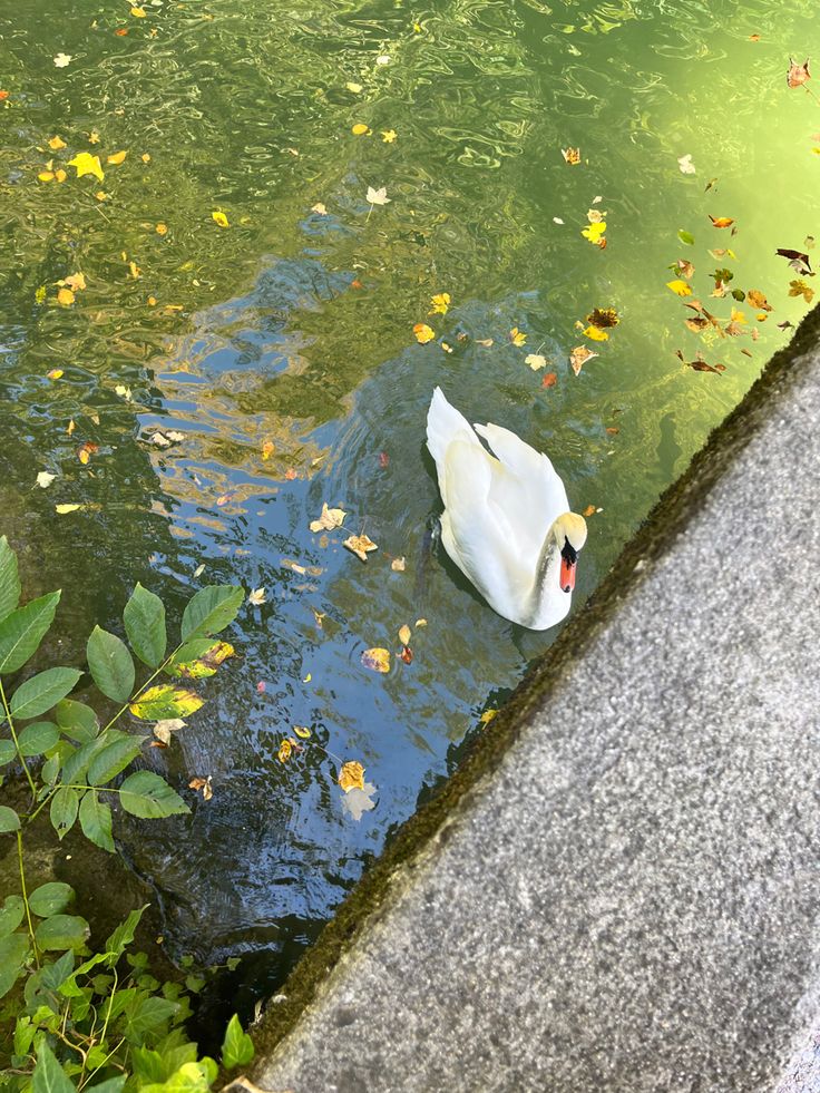 a white swan floating on top of a body of water next to green grass and trees