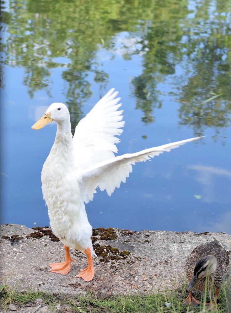 a white duck with its wings spread standing next to the water