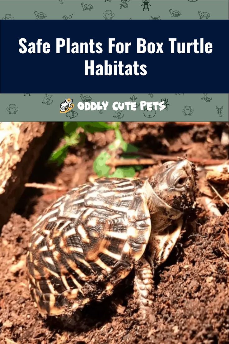 a turtle sitting in the dirt with text that says safe plants for box turtle habitats