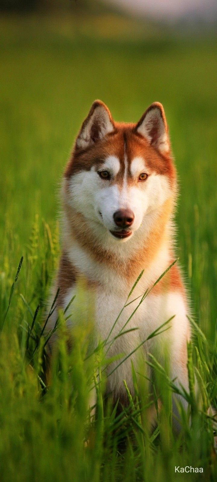 a brown and white husky dog sitting in the middle of tall grass with his eyes closed