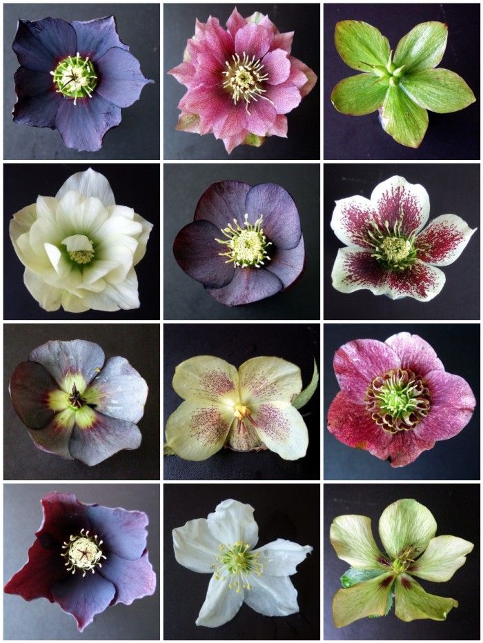 many different types of flowers are shown in this photo