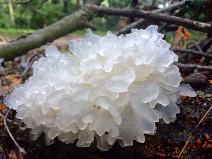 a white mushroom sitting on top of a tree stump