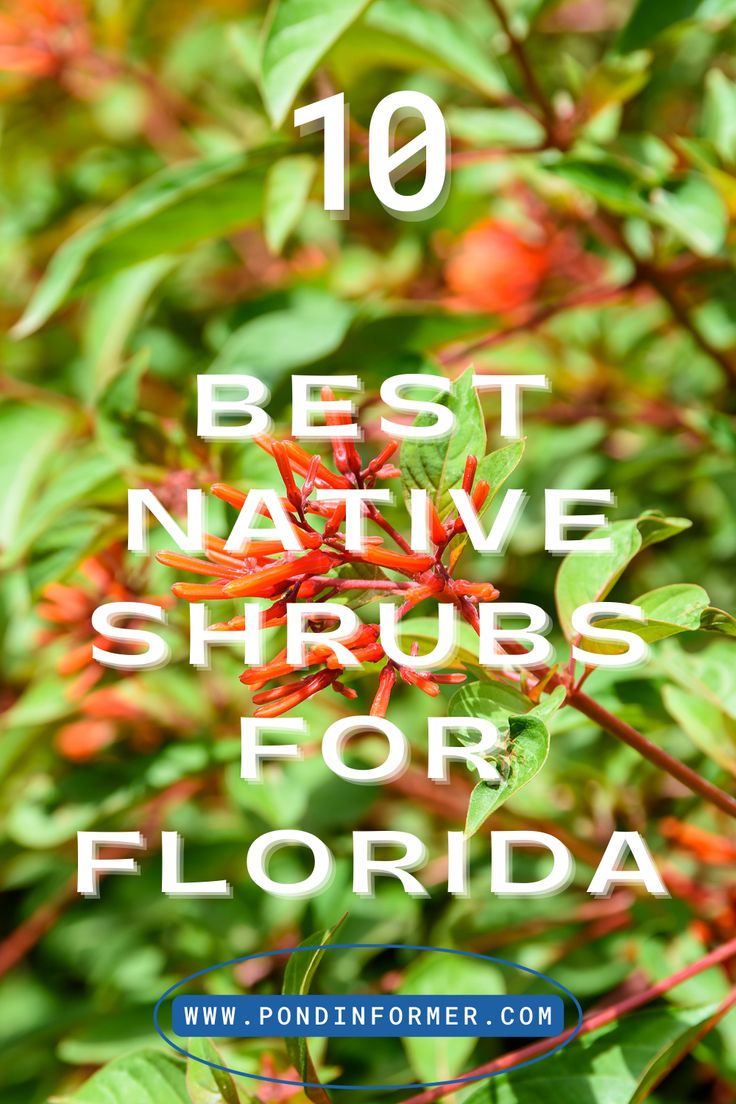 the top 10 best native shrubs for florida