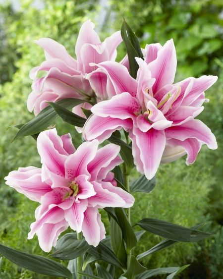 pink flowers are blooming in the garden