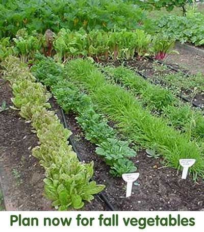 an image of a garden with vegetables growing in the ground and text that reads, plan now for fall vegetables