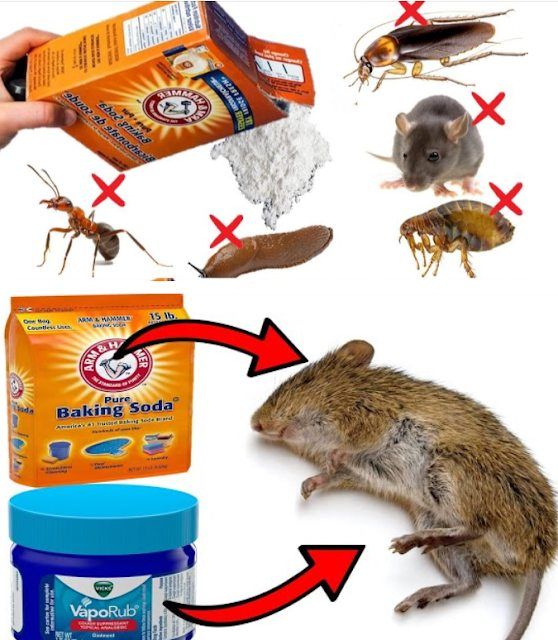 a mouse and some food on a white background with an arrow pointing to the right