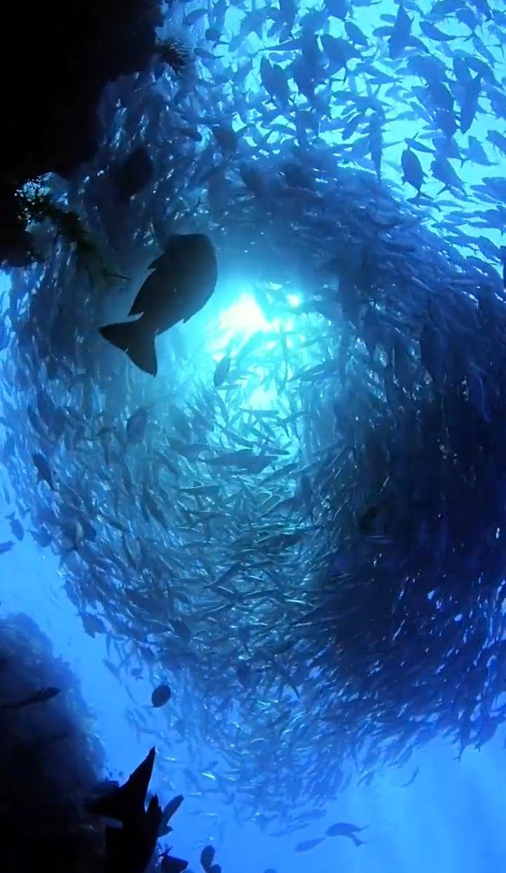 a large group of fish swimming in the ocean