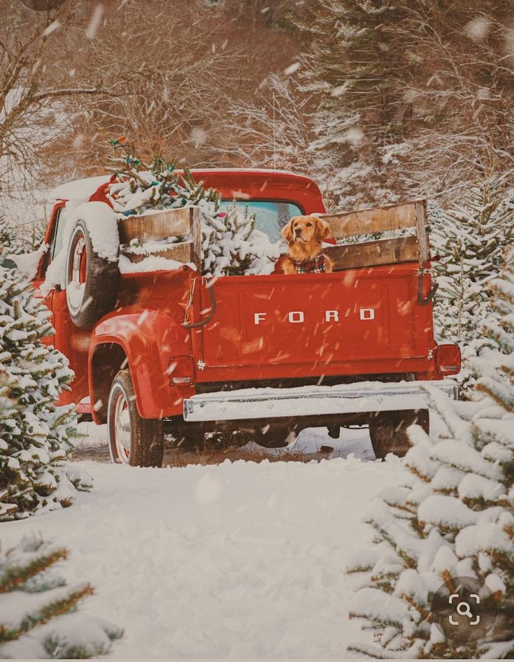 an old red truck with a dog in the bed is driving through snow covered trees