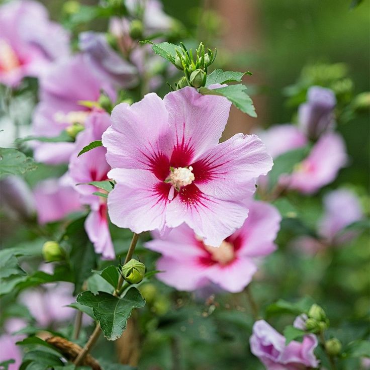 pink flowers with green leaves in the foreground