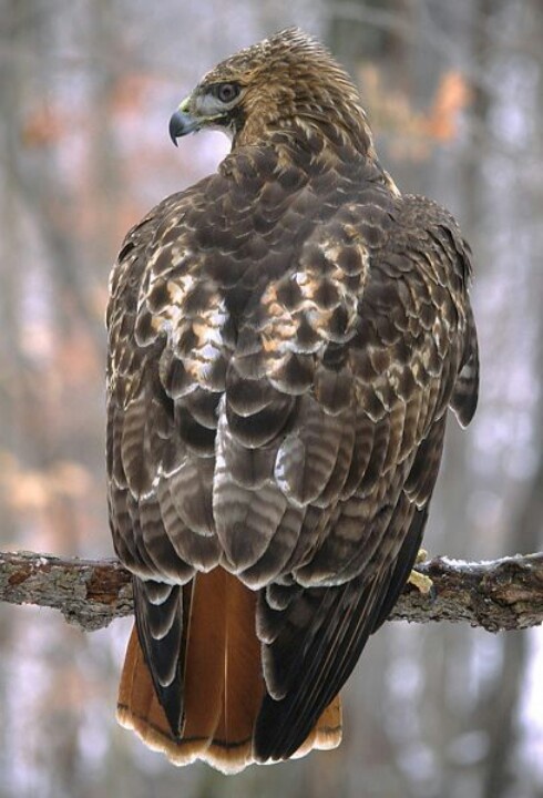 a large bird sitting on top of a tree branch