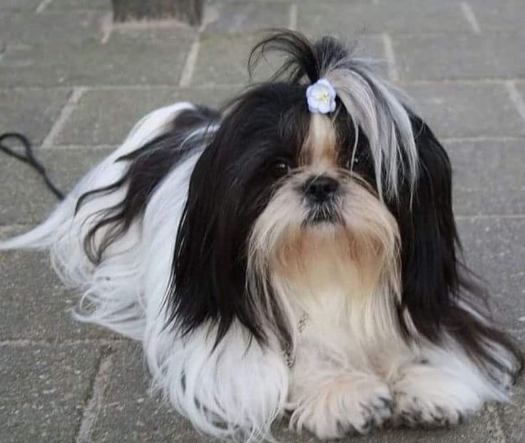 a small black and white dog laying on the ground