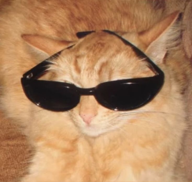 an orange cat wearing sunglasses laying on top of a couch