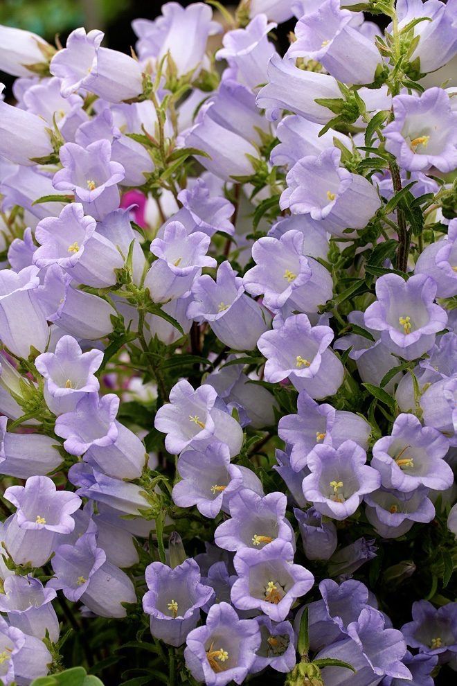 purple flowers are blooming in the garden