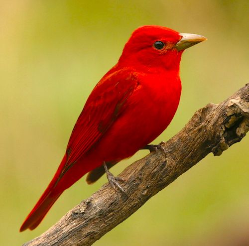 a red bird sitting on top of a tree branch