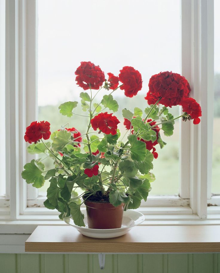 a potted plant sitting on top of a window sill