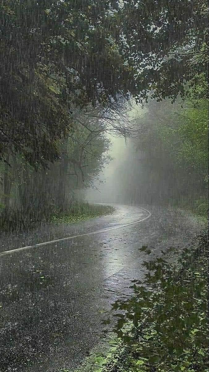 an image of a rainy road with trees and grass in the foreground on a foggy day