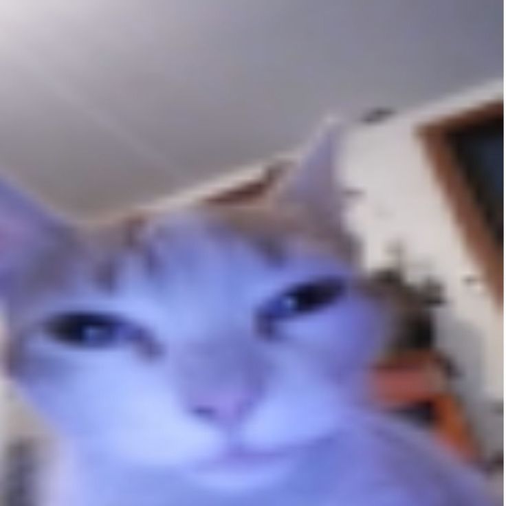 a blurry photo of a white cat with blue eyes looking at the camera,