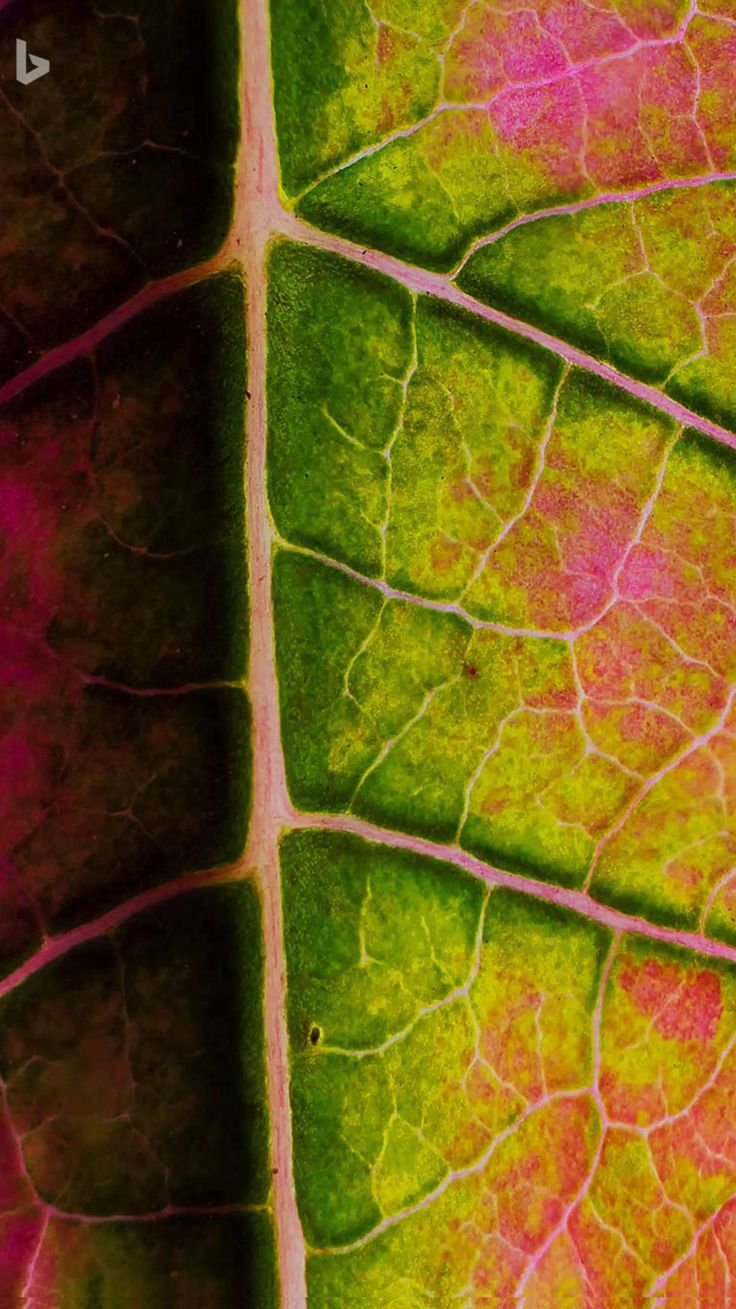 the underside of a leaf showing different colors