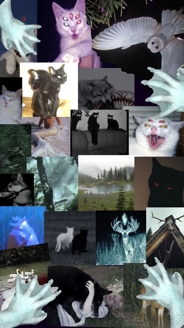 a collage of pictures with cats and birds