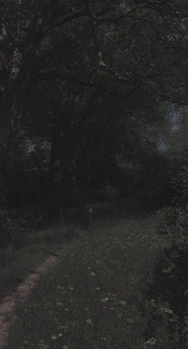 a path in the woods with trees and grass