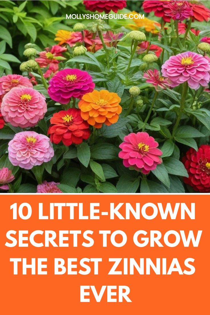 colorful flowers with the words 10 little - known secrets to grow the best zinnas ever