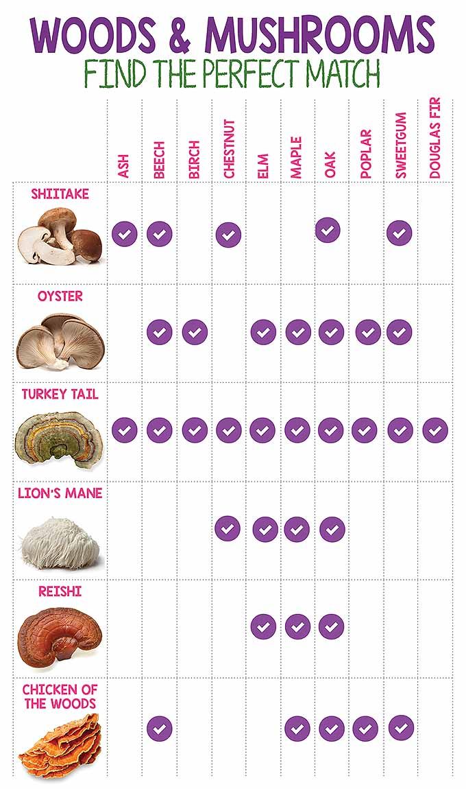 a poster with different types of mushrooms and their names in english, french or japanese