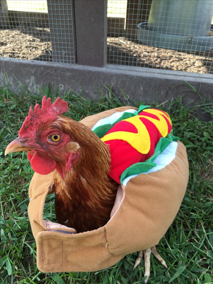 a chicken in a dog bed on the grass