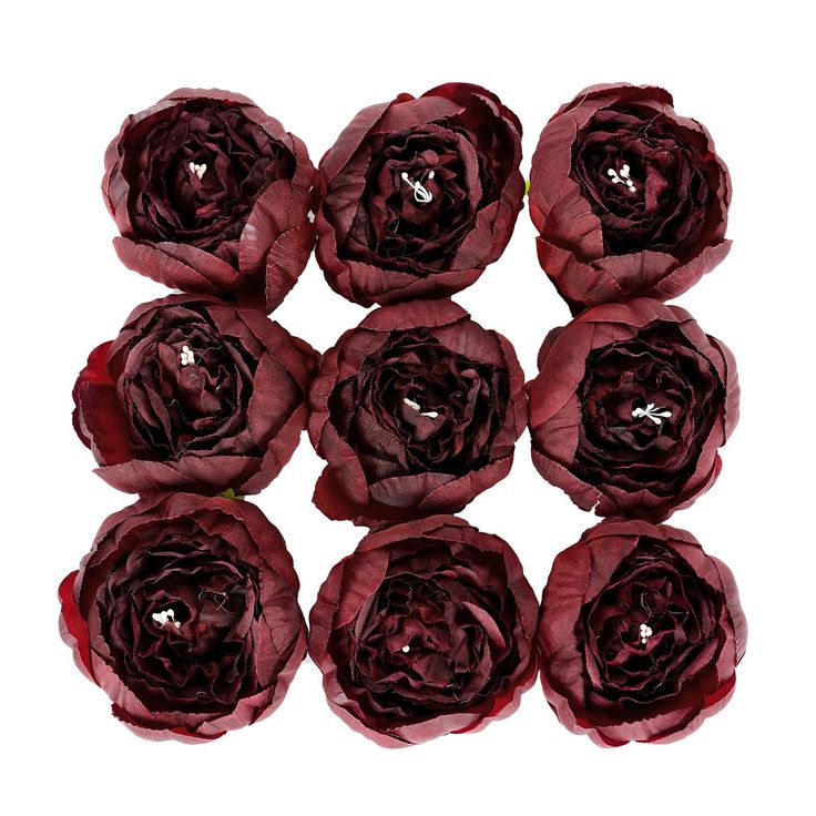 six red flowers are arranged in the shape of a circle, on a white background