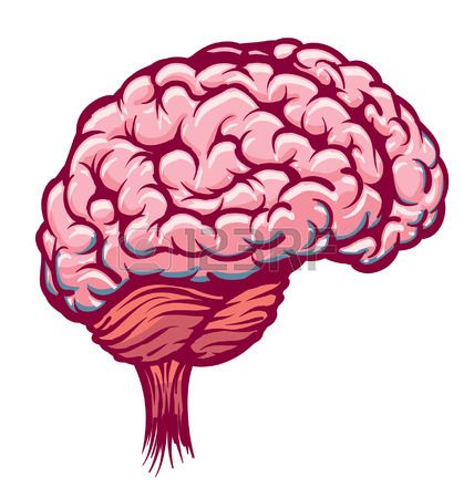 an illustration of a human brain on a white background with clipping area for text