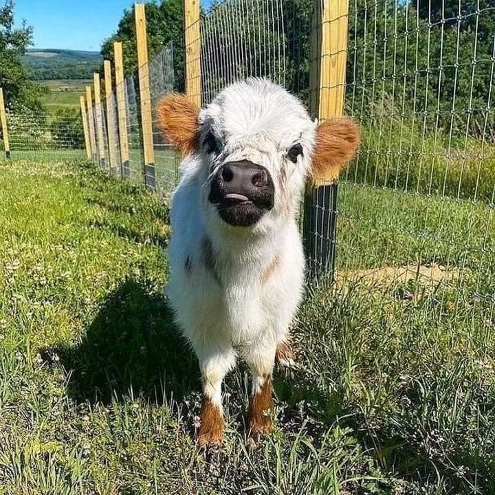 a small white cow standing on top of a lush green field next to a fence