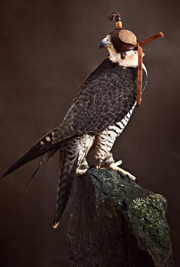 a bird perched on top of a rock with a stick in it's beak