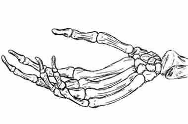 an image of a skeleton hand showing the bones