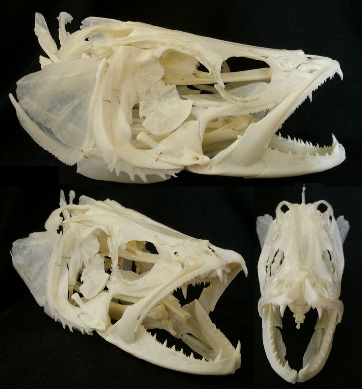 two views of the front and back sides of an animal's skull