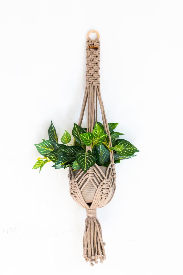 a potted plant hanging from a rope with green leaves in it on a white wall