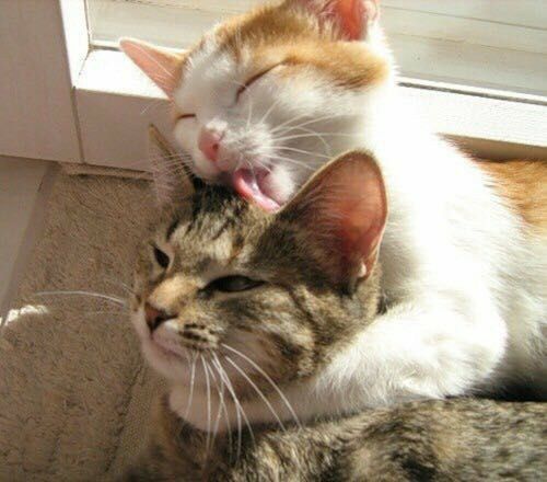 two cats laying next to each other on the floor near a window with their mouths open