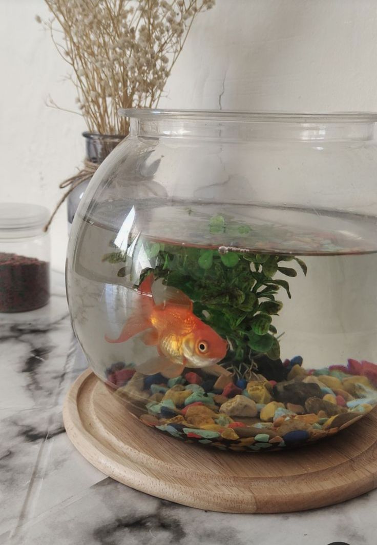 a fish bowl filled with rocks and plants