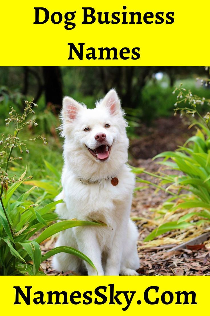 a white dog is sitting in the grass