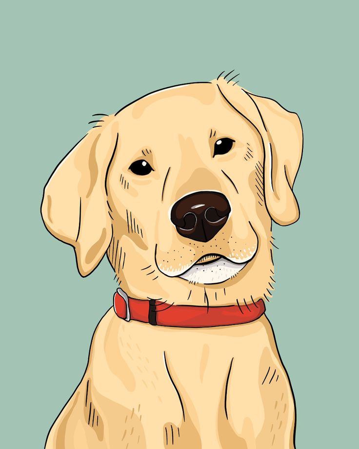 a yellow labrador retriever dog with a red collar sitting in front of a blue background