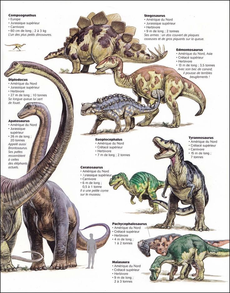 an image of dinosaurs that are in different positions