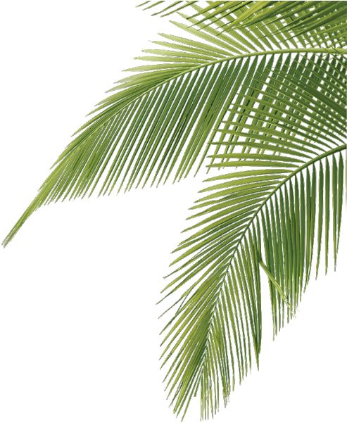 green palm leaves against a white background