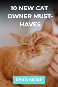 a person petting a cat with the caption reads, 10 new cat owner must - haves read more