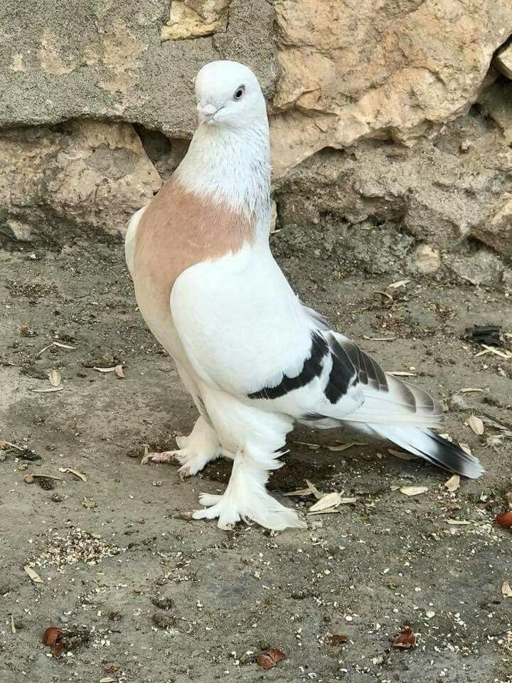 a close up of a bird on the ground