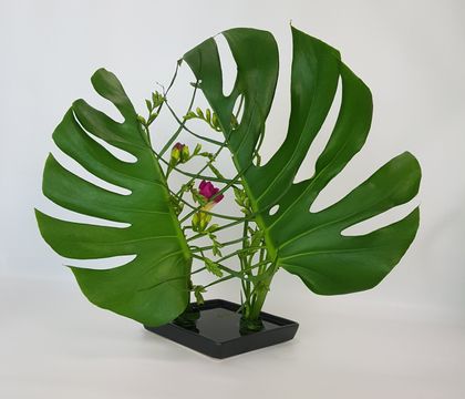 a plant with large green leaves in a black vase on a white tablecloth background