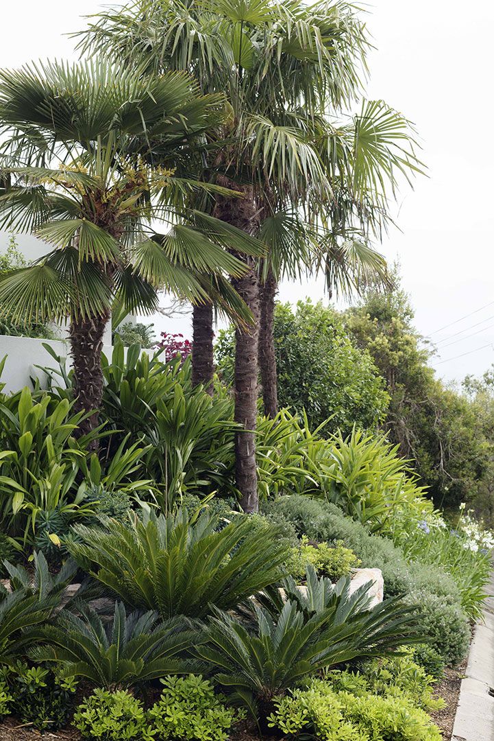 there are palm trees and other plants in the garden