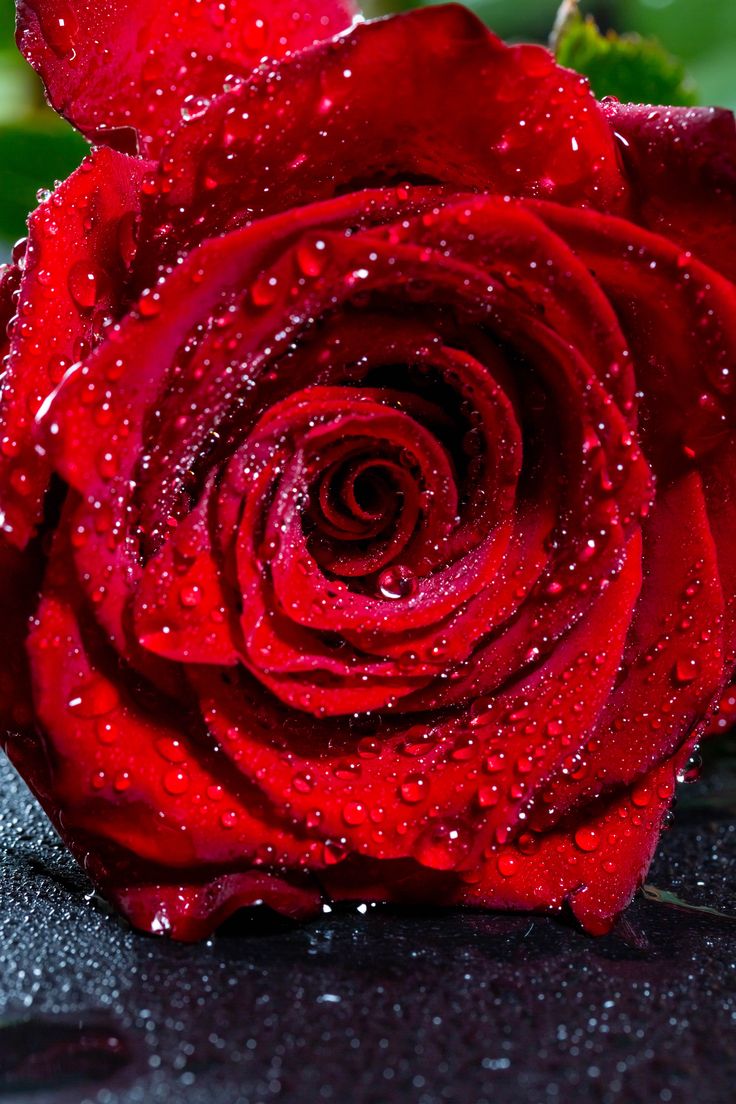 a red rose with water droplets on it