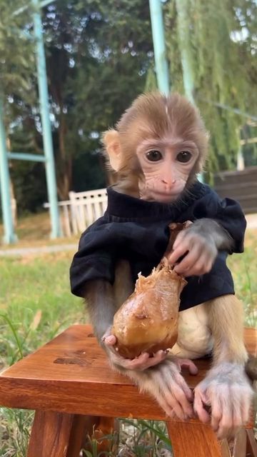 a monkey sitting on top of a wooden bench holding a piece of meat in it's hands