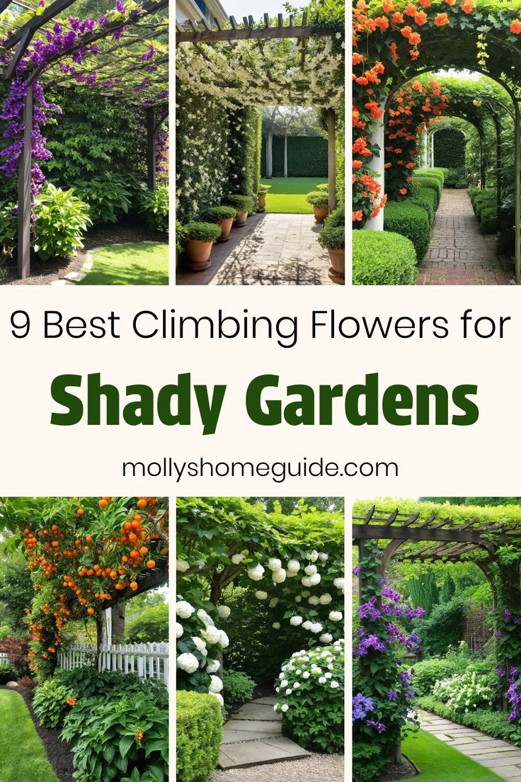 the best climbing flowers for shady gardens with text overlay that reads 9 best climbing flowers for shady gardens