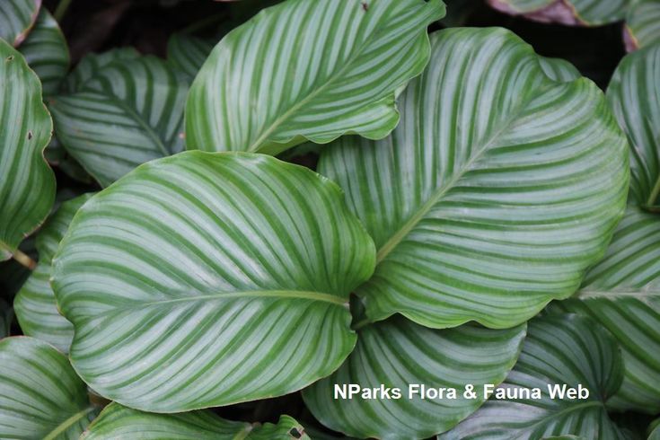 closeup of green and white leaves on a plant