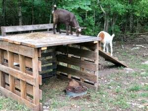 two goats standing on top of a wooden structure